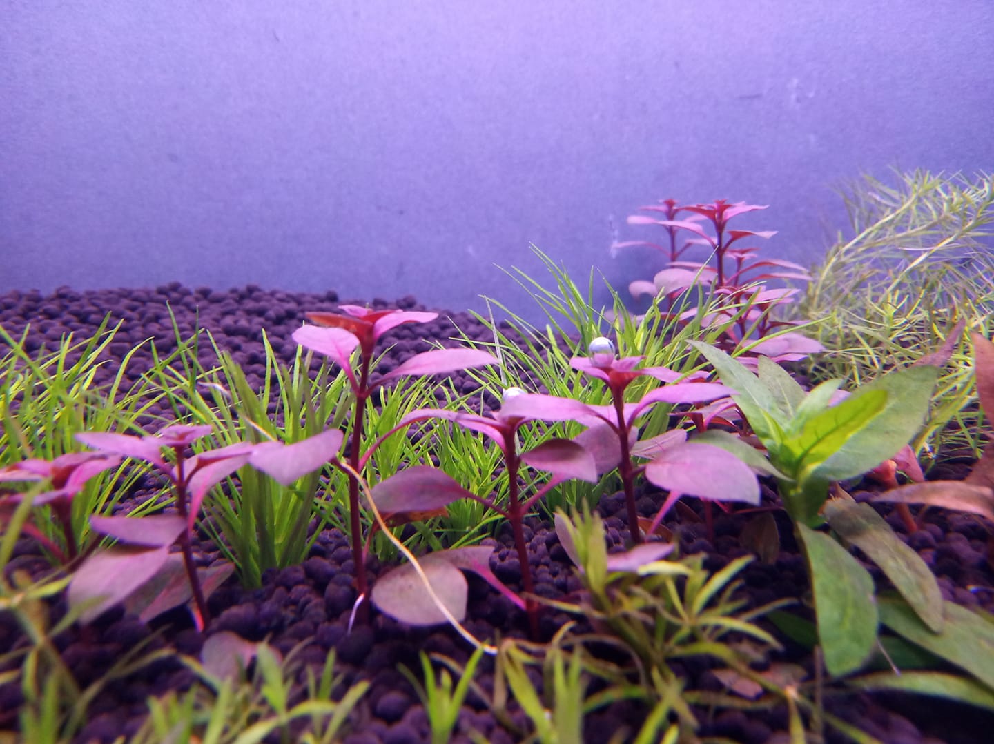 水草一定要水草泥才能养好吗,草缸不用基肥能不能种草