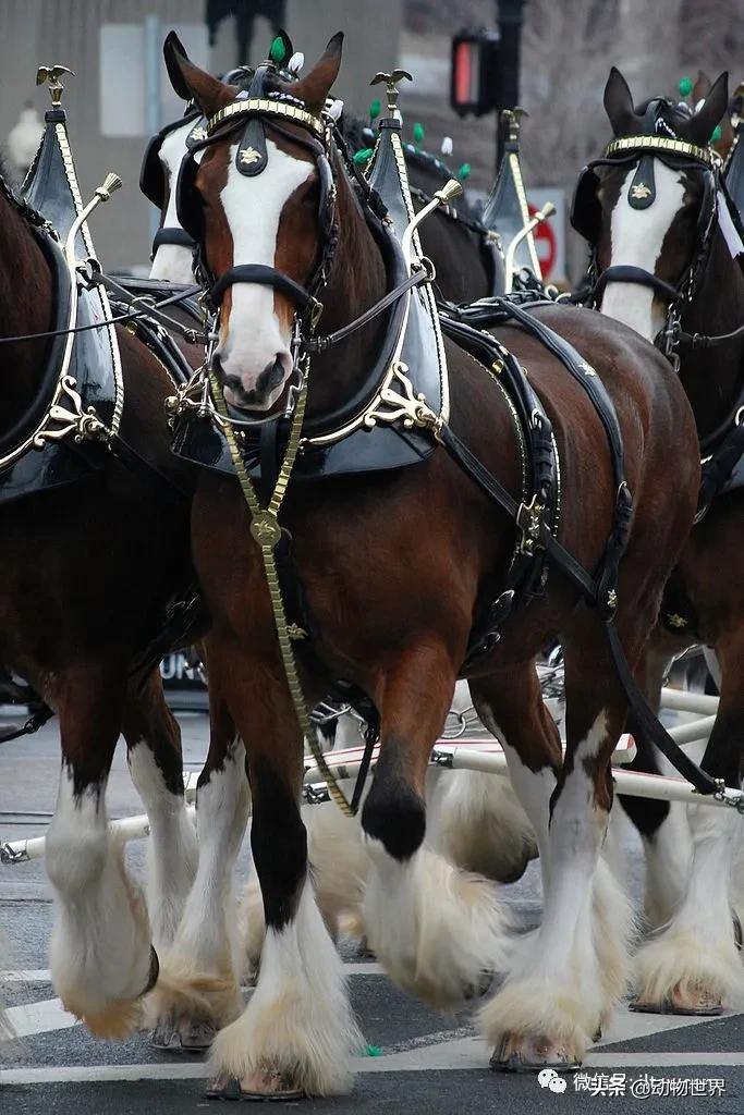 世界最好的十个品种马 (世界上最美丽的10类品种马)