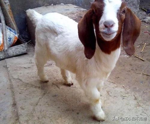 一窝小羊因主人贪吃失去母爱，被两只狗狗养大了，发生转基因了