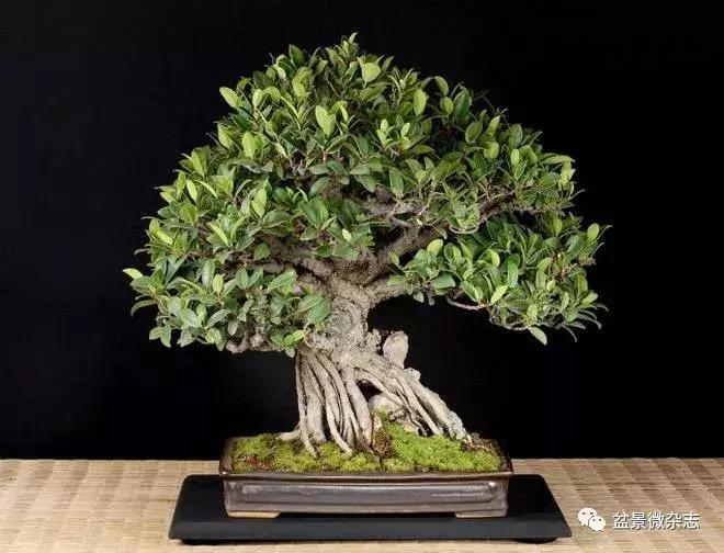 催老的坏习惯有哪些,催人老的四大秘诀