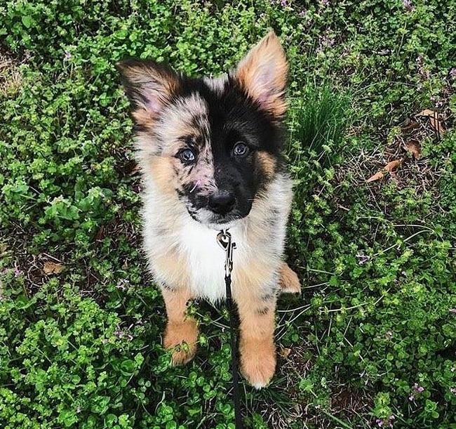鐩樼偣鍚勪釜鐗瑰埆鐨勬潅浜や覆涓茬嫍,鍝簺瀹犵墿鐘覆涓茶捣鏉ユ洿濂界湅