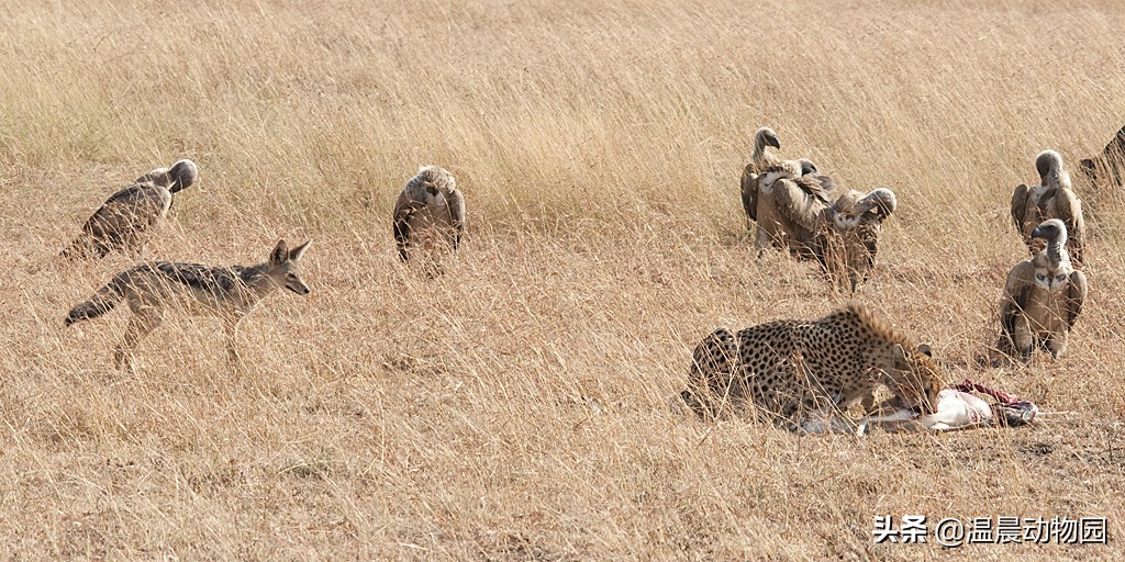 没事喜欢蹭吃蹭喝的黑背胡狼，凭借这三个原因成为非洲知名路人王