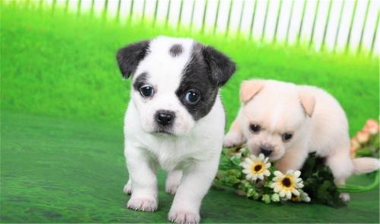 狗妈妈生孩子了该怎么办,狗妈妈生不出来怎么办