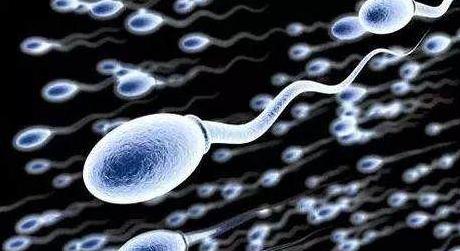 精子与卵子的秘密,精子与卵子的奥秘
