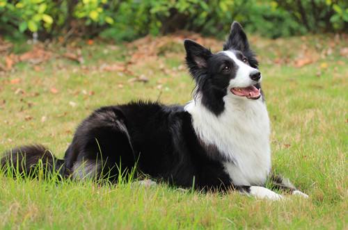 犬类体味排行,犬界中最优秀的五种牧羊犬