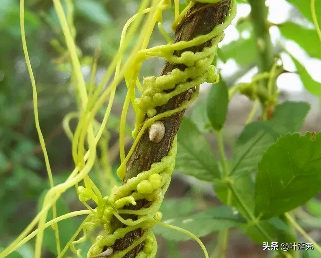 如何消灭田间菟丝子,菟丝子怎么人工消灭