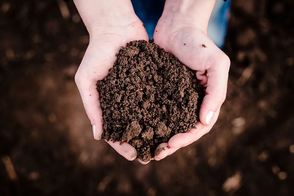 被低估的植物,被低估的水培花卉