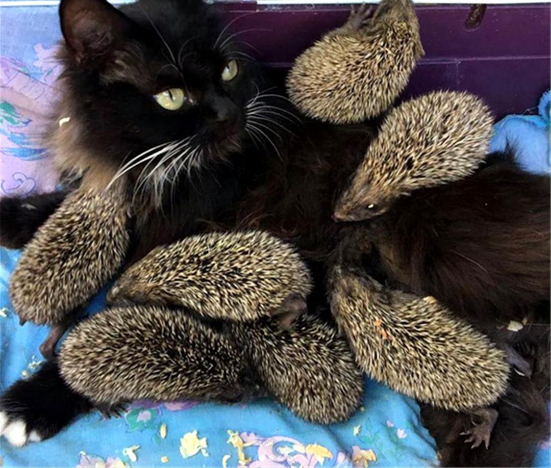 刺猬会吃蛇吗,为什么刺猬可以吃蛇