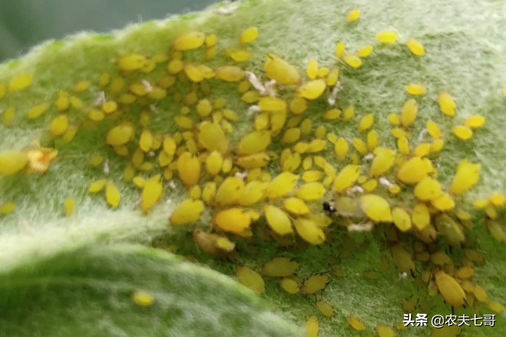 苹果蚜怎么防治,苹果黄蚜用什么药最好