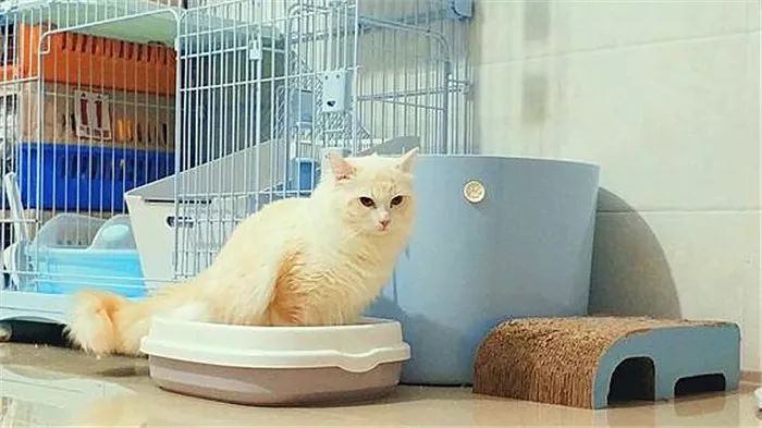 长毛猫和短毛猫哪个更好养,长毛猫和短毛猫哪个更打理