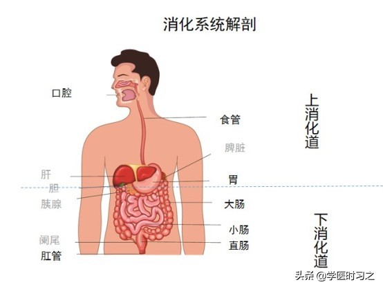 食物变成便便的过程是什么过程,食物变成大便的全过程