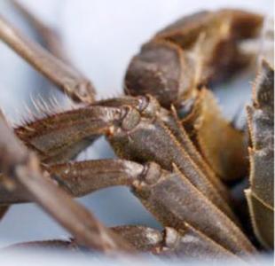阳澄湖农家乐第一名,阳澄湖农家乐吃蟹正宗的地方