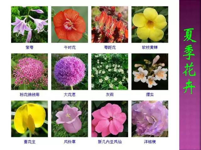 花卉大全500种观叶植物名称,1332种常见花卉植物图谱