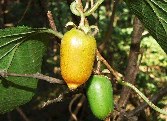 植物有哪些保护自己生存的绝招,植物遇到危险如何防御