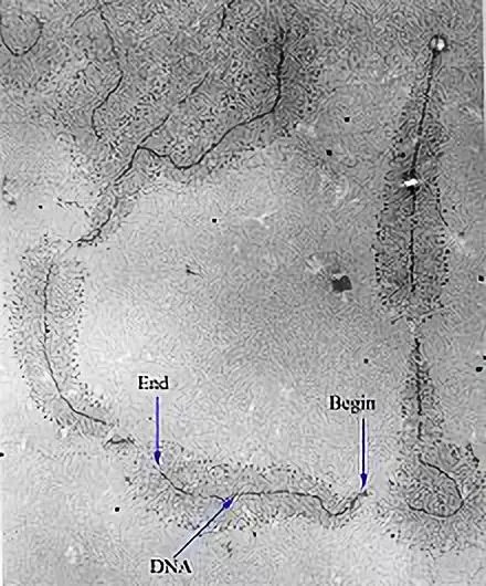 吃了毒蘑菇只会上吐下泻？这株“毁灭天使”让你成为活死人