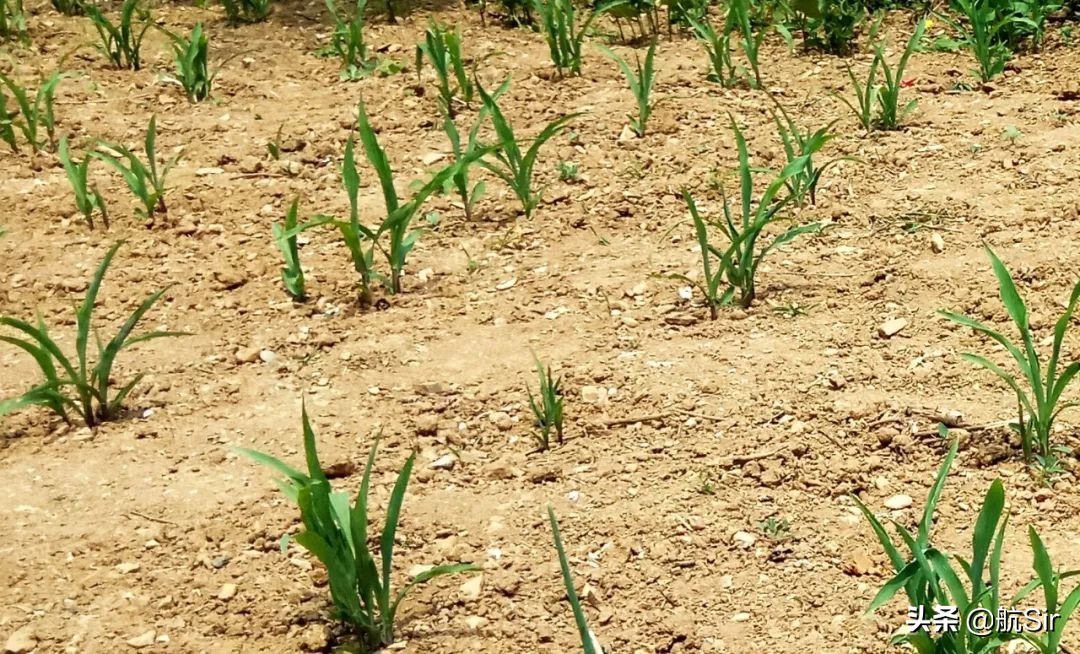 玉米种下后遇下雨迟迟不出苗咋办,玉米播种后不发芽怎么办