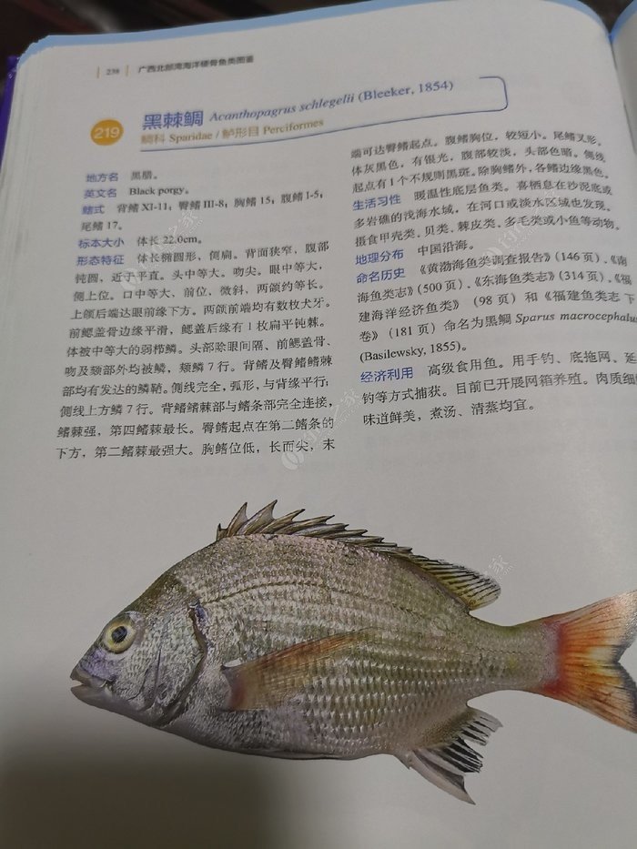 矶钓一竿远,精彩矶钓