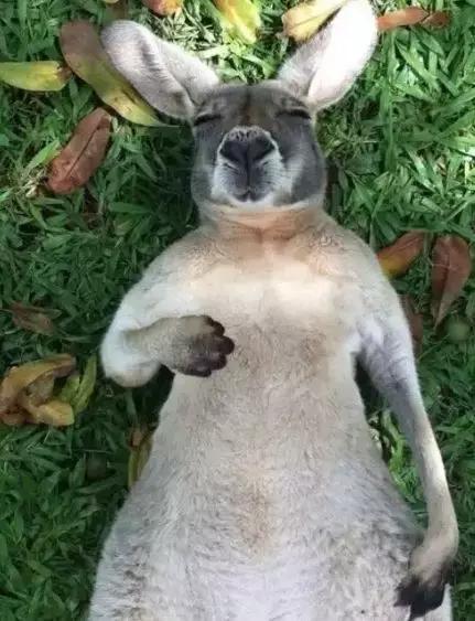 袋鼠和人打架视频,袋鼠为什么喜欢和狗狗打架