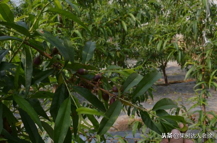 大棚桃树花期可以抹芽,大棚桃种植前景