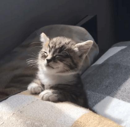 猫咪意外受到重伤怎么治疗,猫咪被车撞了怎么急救