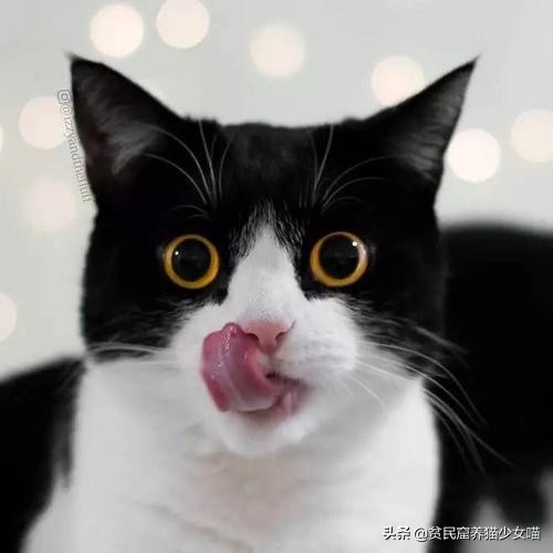 猫咪怕水怎么吃鱼,猫不会捕鱼它是怎么知道鱼好吃的