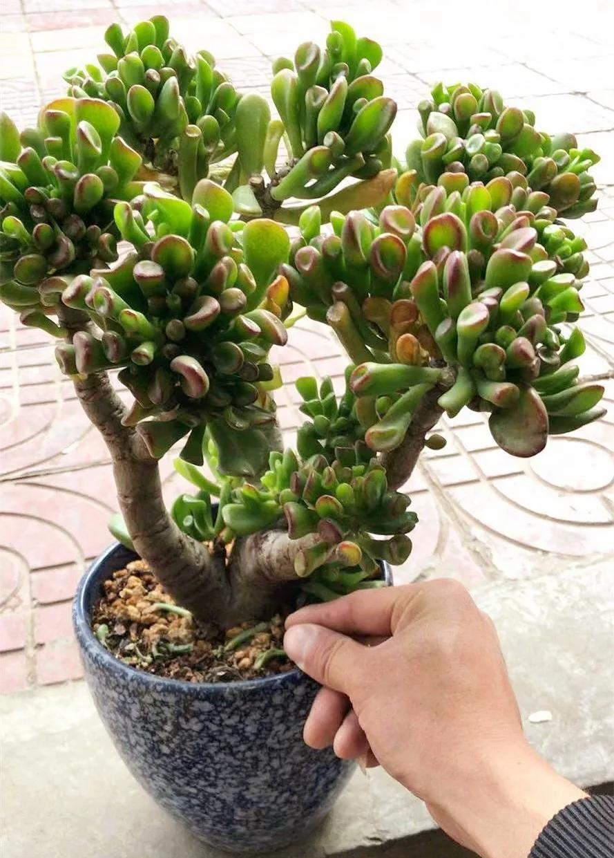 扦插花的养殖方法和技巧,养花扦插有妙招多肉