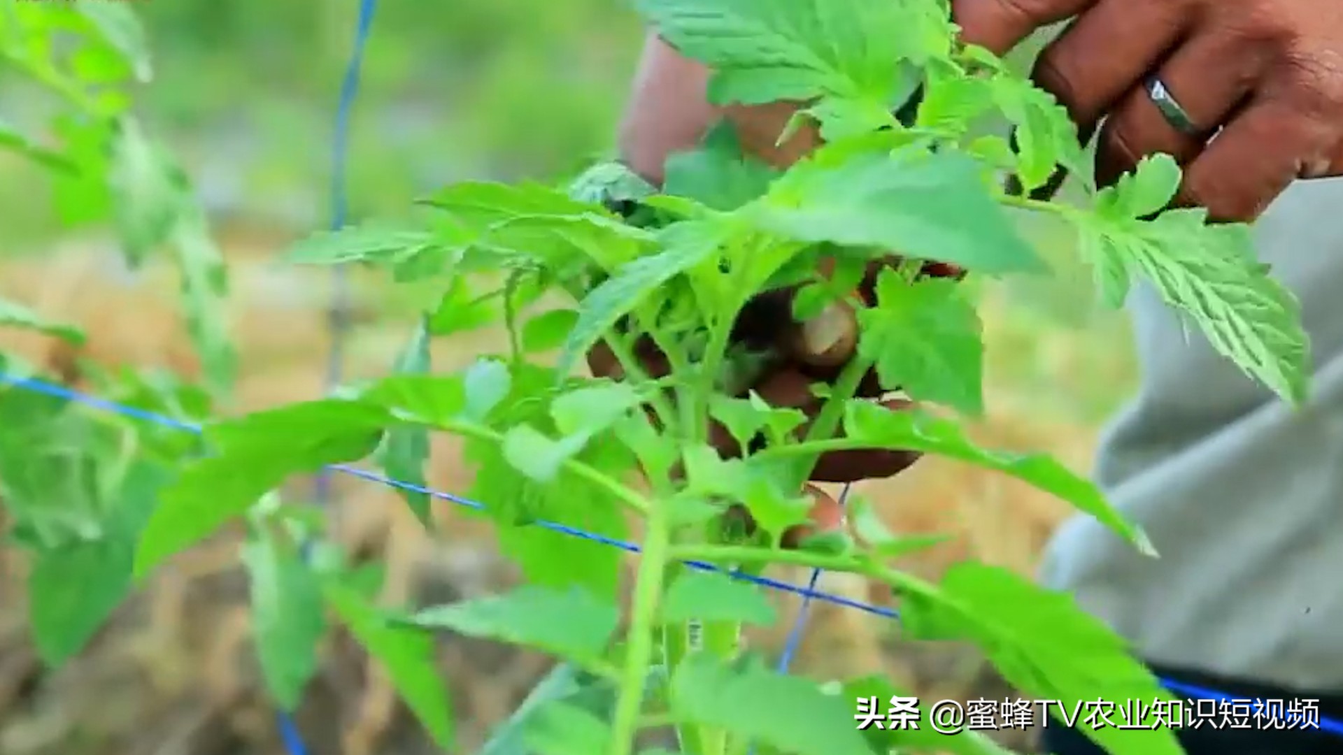 如何防止番茄苗徒长,怎么防止番茄徒长