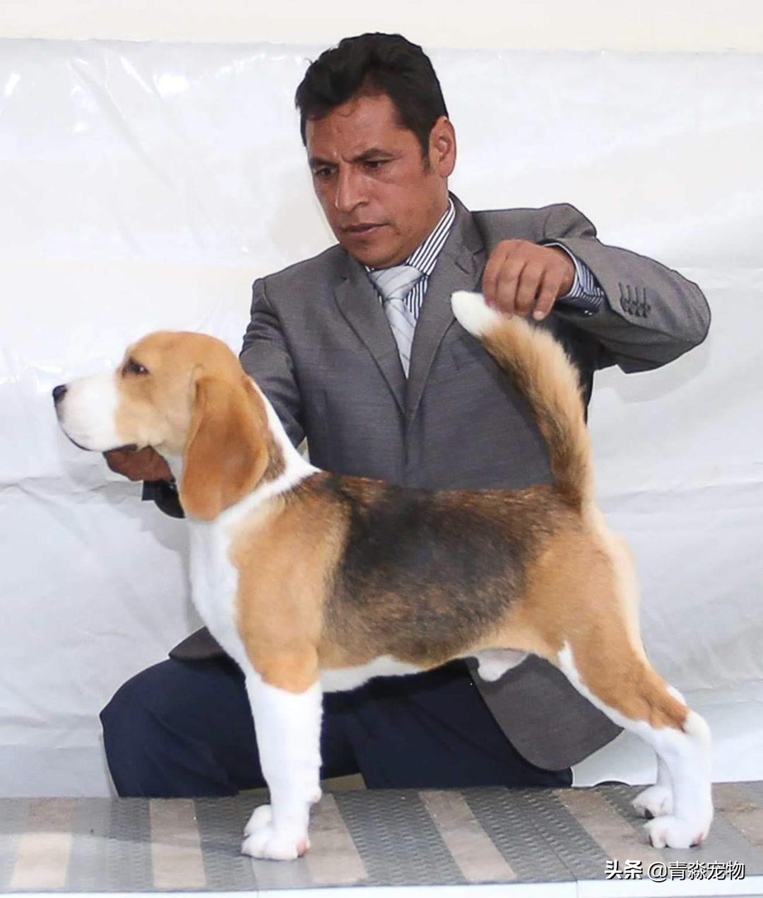 狗狗吃撑了呕吐拉稀怎么办,狗狗感冒了呕吐喂什么药好