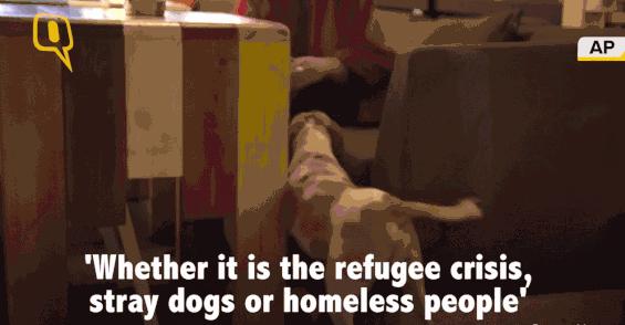 猫咪也会做噩梦吗,猫也会做噩梦吗