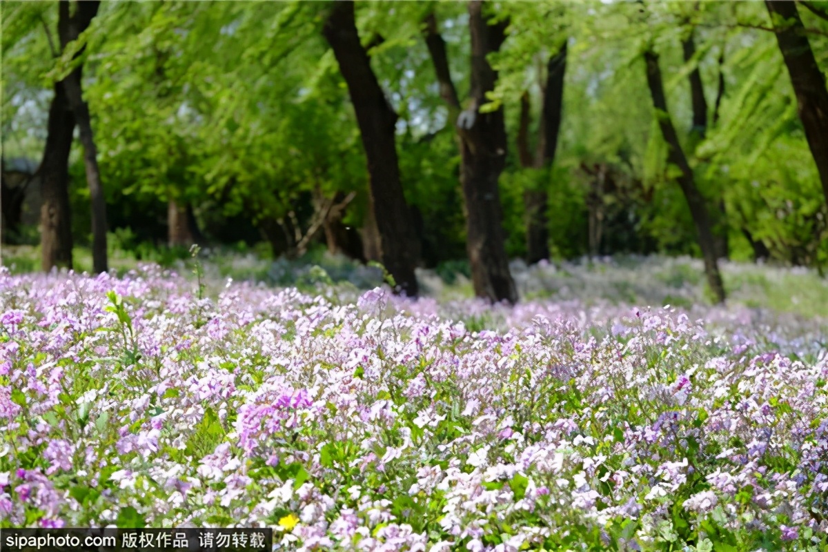 紫色花海哪里最好玩,紫色的花海景点