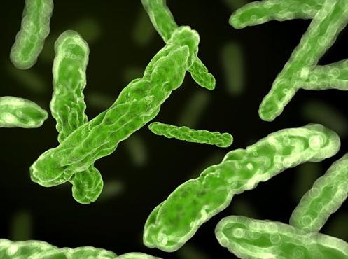 哪些益生菌有临床试验,国家认可的10种益生菌