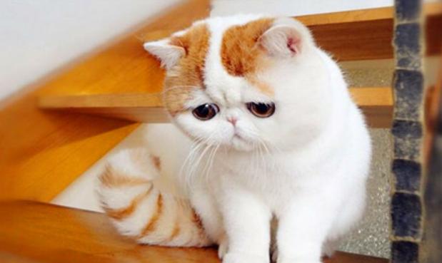 养加菲猫会咬人么,养加菲真的很痛苦吗