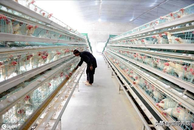 湿度不当对家禽有3大危害！养殖户掌握这3点，减少鸡群呼吸道病