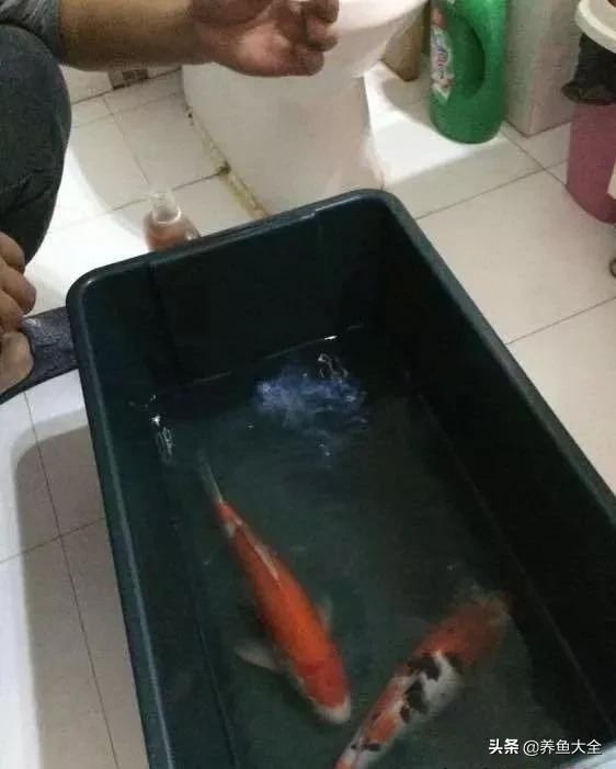 鱼穿孔病用什么药,鱼穿孔病的防治