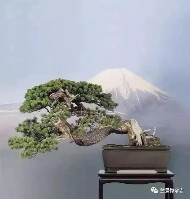 日本黄金光叶榉盆景 (日本风神盆景图片)