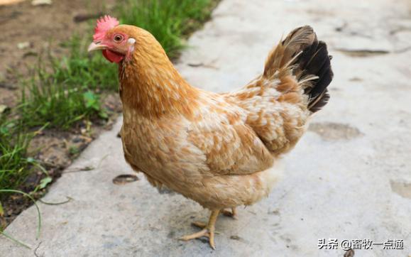 鸡得痛风的症状及治疗方法,鸡痛风用通肾药可以吗