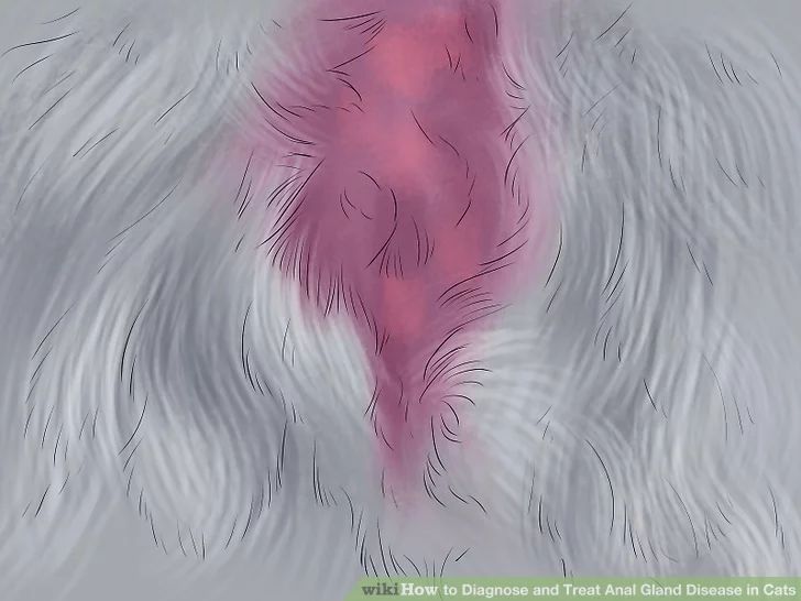 猫咪肛门腺需要治疗吗,猫咪肛门腺发炎症状