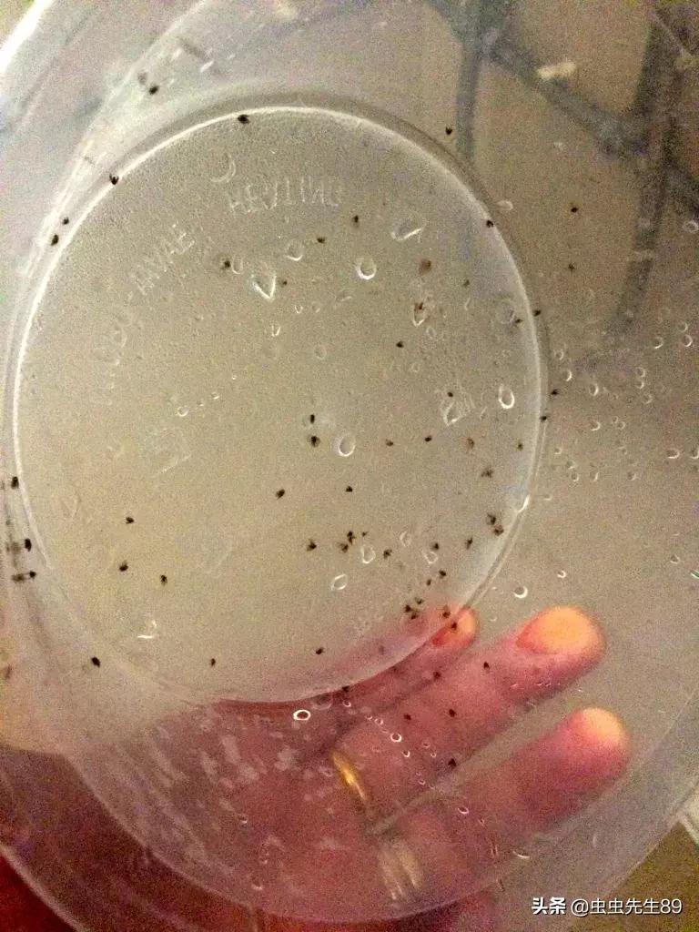 蹲便厕所小飞虫如何彻底消除,怎样消除厕所里的飞虫