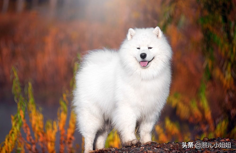 十大名贵犬种及价格,名贵小型犬种大全视频