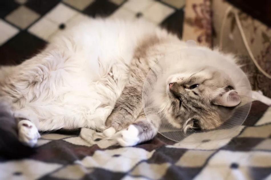 猫交配和繁殖指南