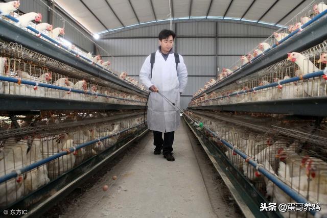 鸡得了滑液囊还能继续养吗,学会这一招养鸡再也不怕滑液