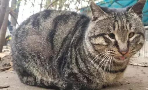 怎么惹猫生气很愤怒,惹猫生气的方法