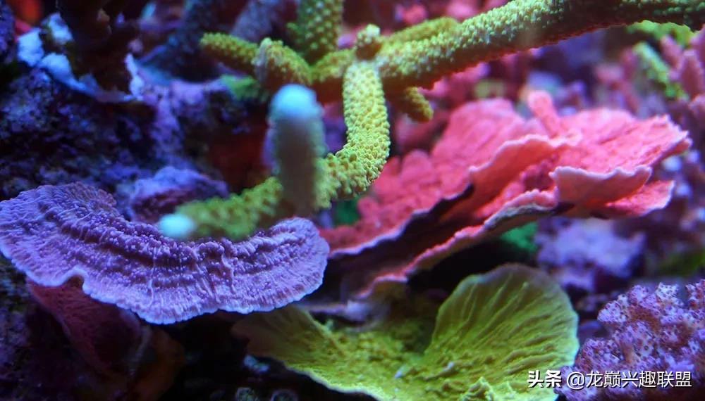 惊cry！90cm海缸竟然饲养77种生物，你敢挑战吗？