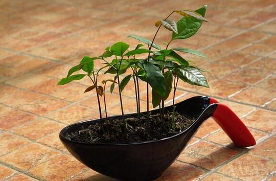 养花不如养蘑菇,养花不如种水果