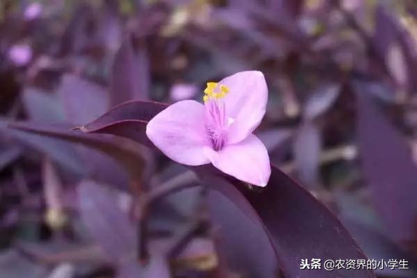 植物的叶子为什么是黄色的,植物的叶子呈绿色的原因