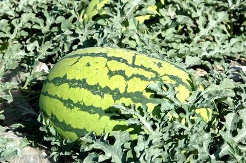 宁夏的油饼泡西瓜,回民甜油饼泡宁夏西瓜