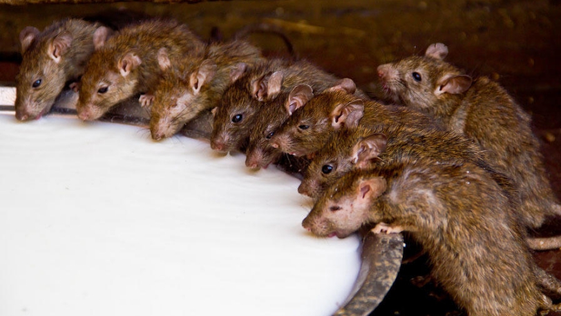 年轻人的早逝，可能是人类消亡的开始，科学实验为何会有如此结论