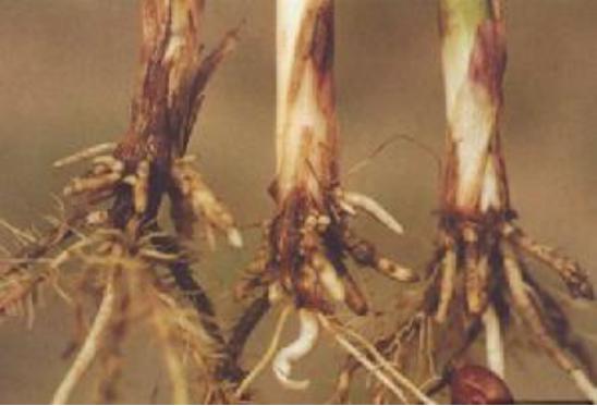 玉米矮花叶病是什么原因,玉米植株矮