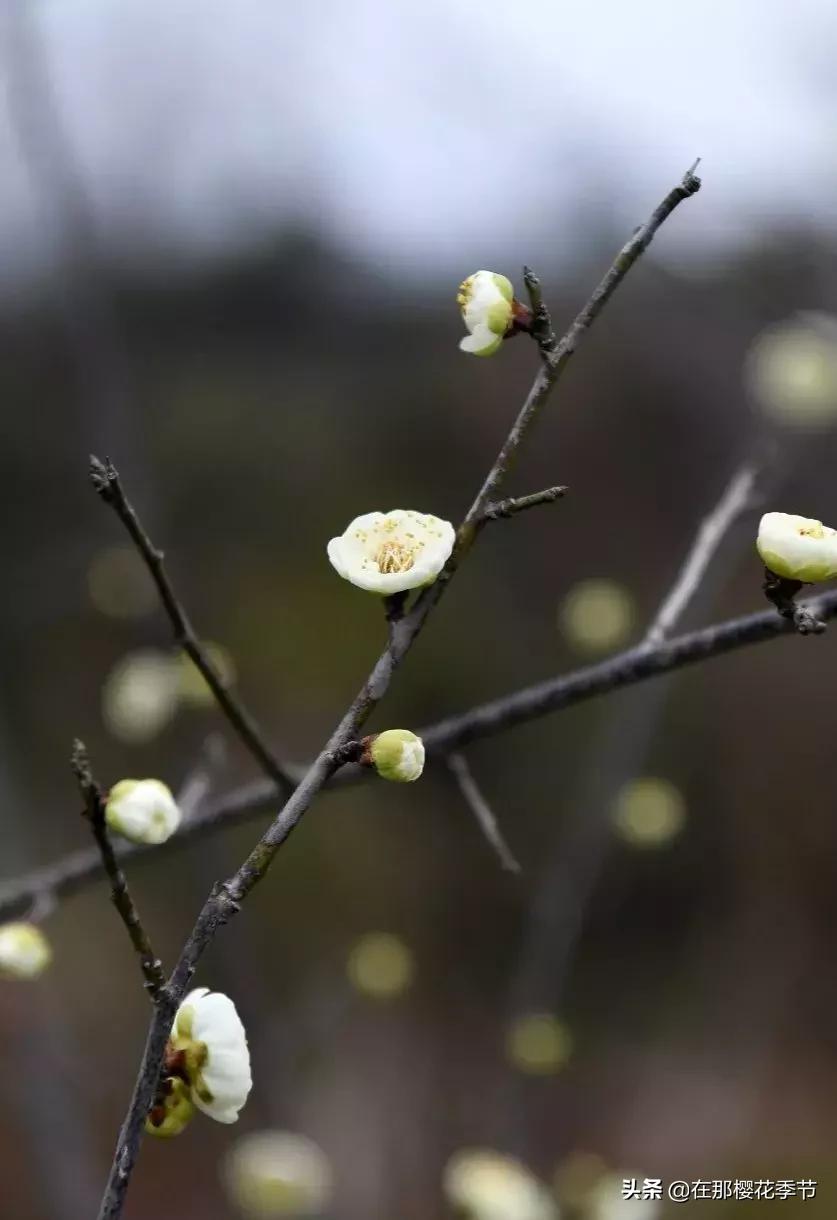 马祖岩人文公园大概多少公里,马祖岩人文公园夜光路