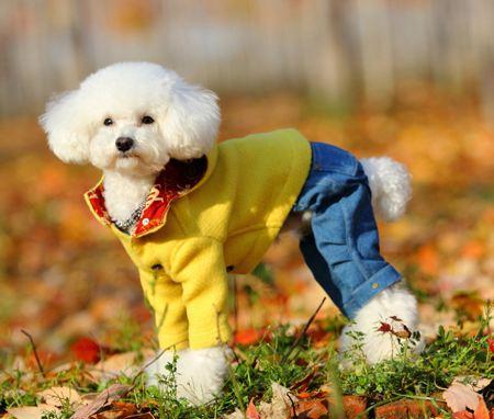 泰迪最讨厌的互动方式,泰迪最讨厌的四种抱法